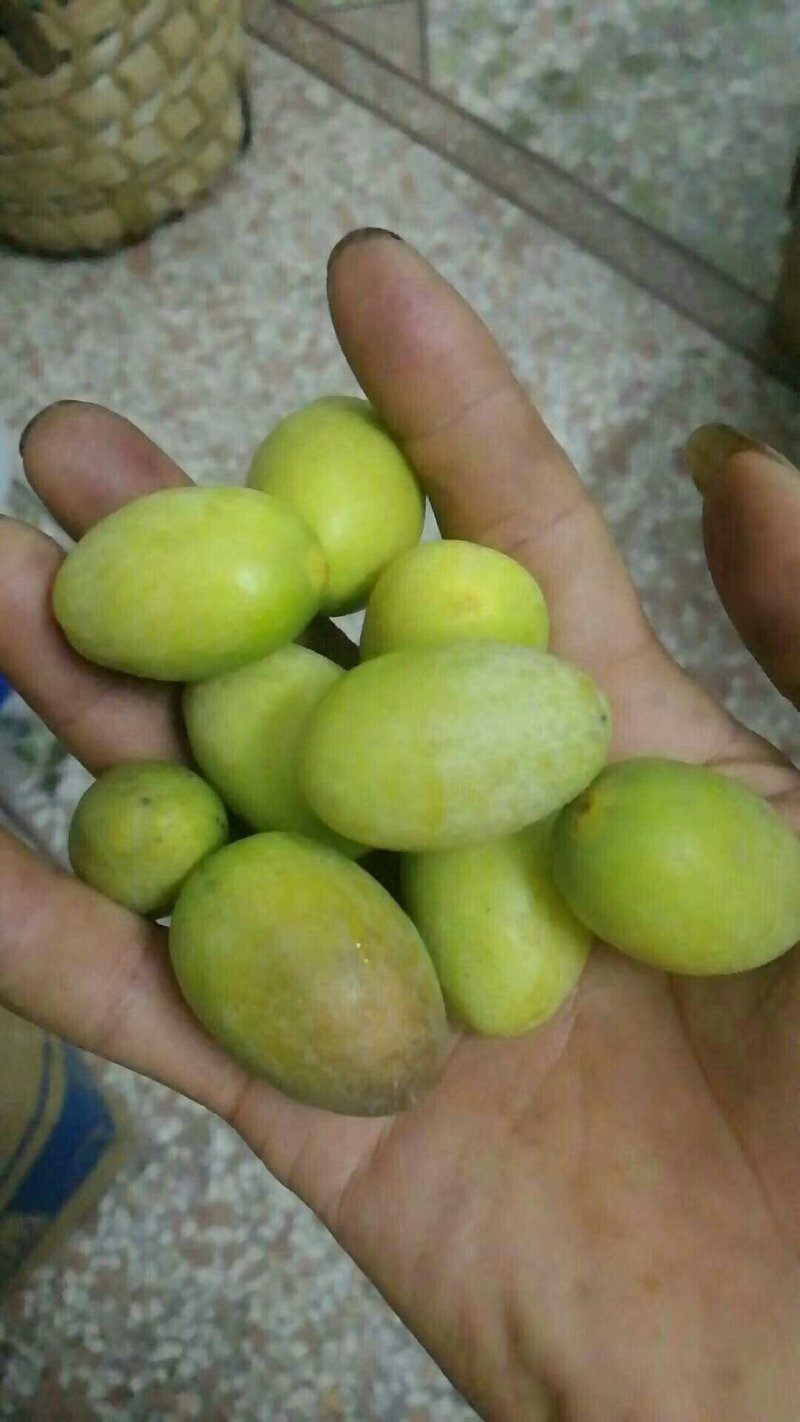 橄榄