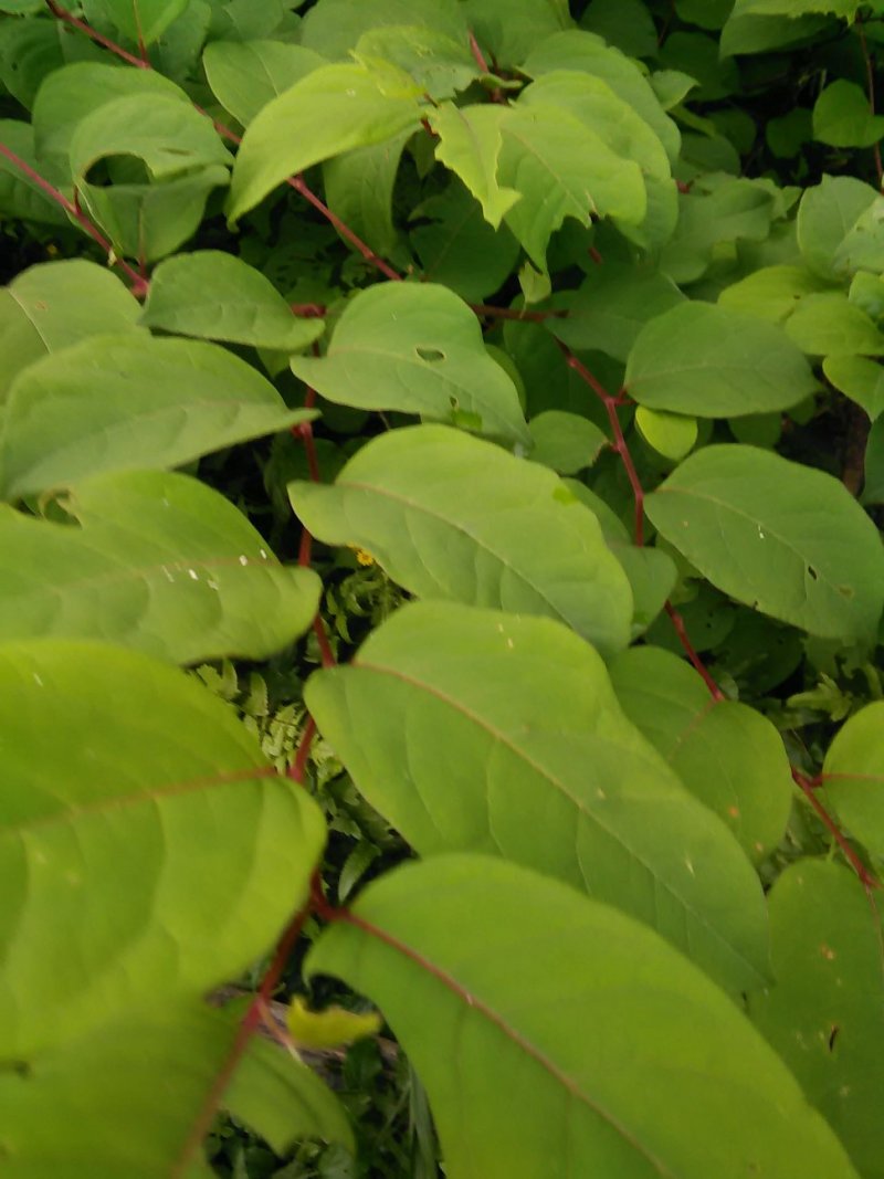 中药材虎杖