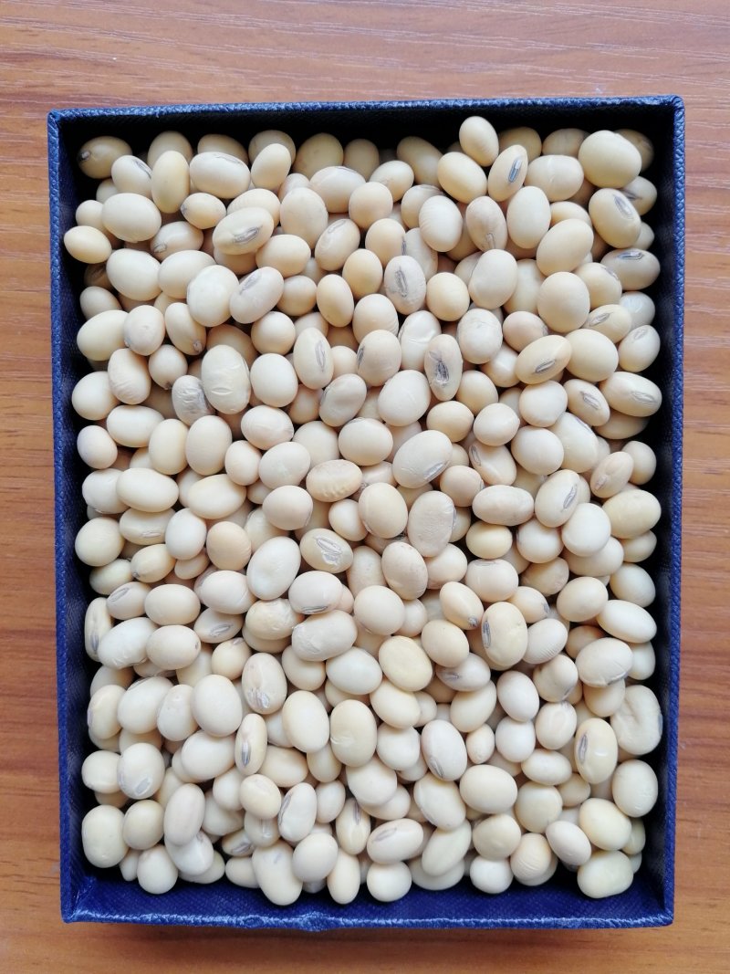 各种黄豆