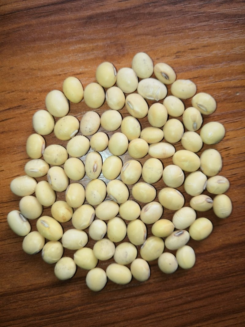 各种黄豆