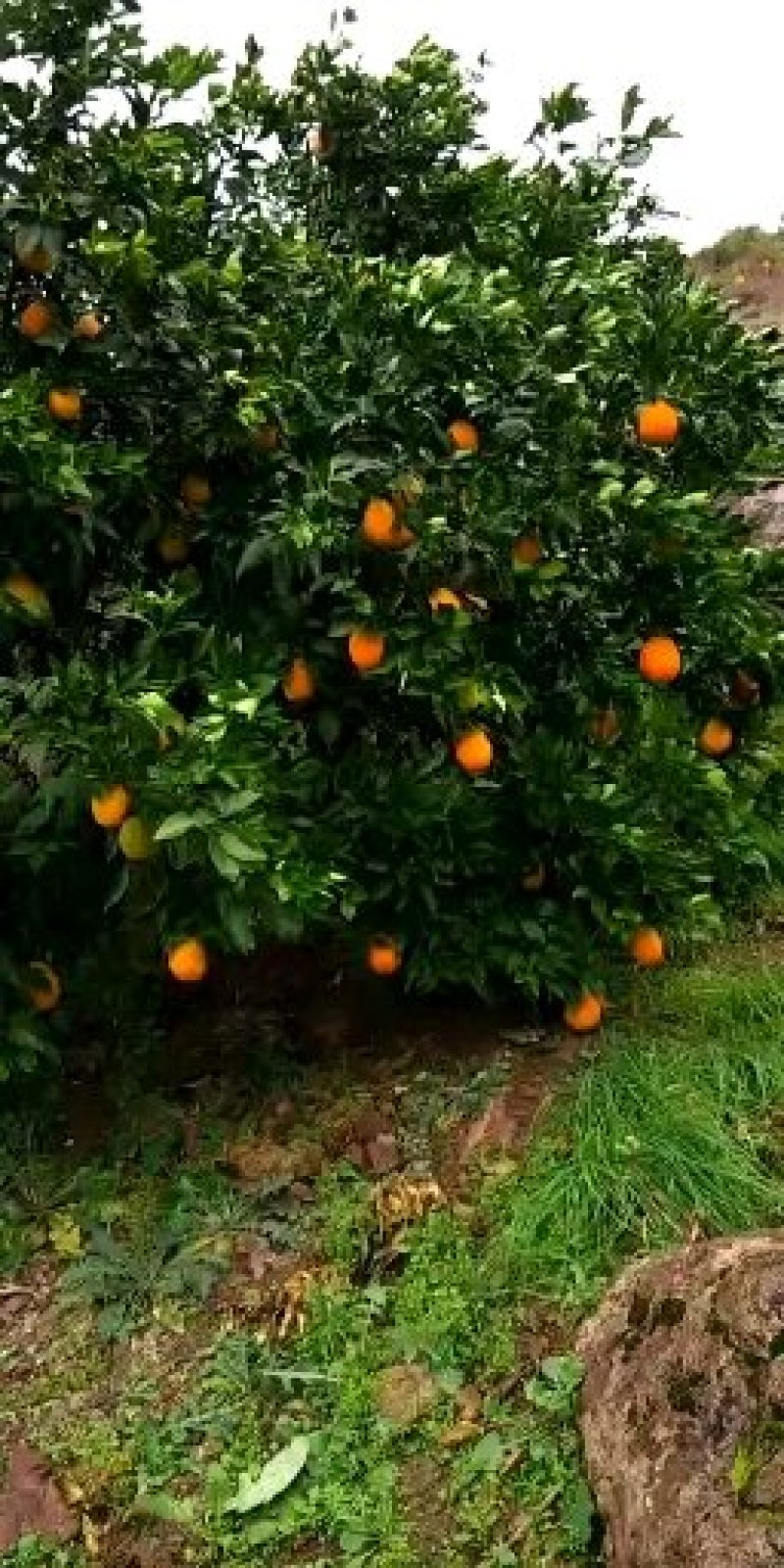 脐橙