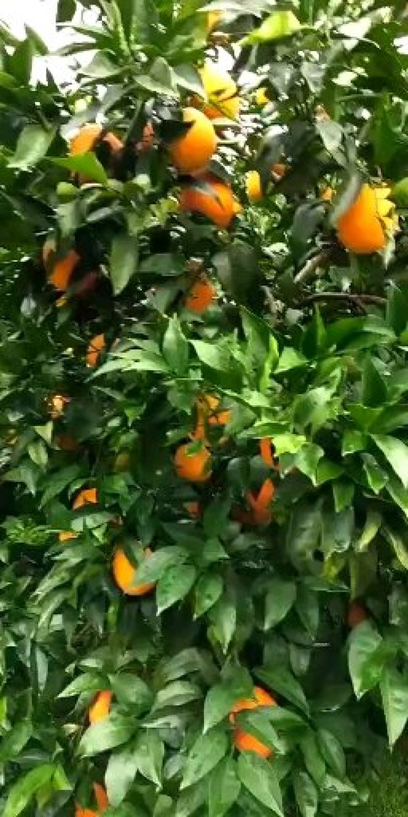 脐橙