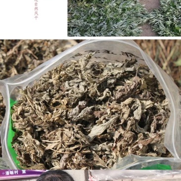 野生艾草，茄子，四季豆，大量现货，价格随意