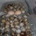 70枚水床孵化，价格美丽，操作简单，低压更安全，