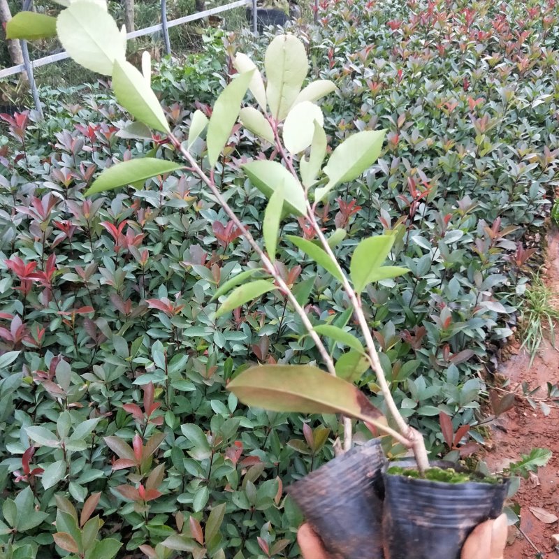 红叶石楠杯苗红叶石楠色块苗云南红叶石楠