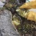 野生蜂蜜，石蜜