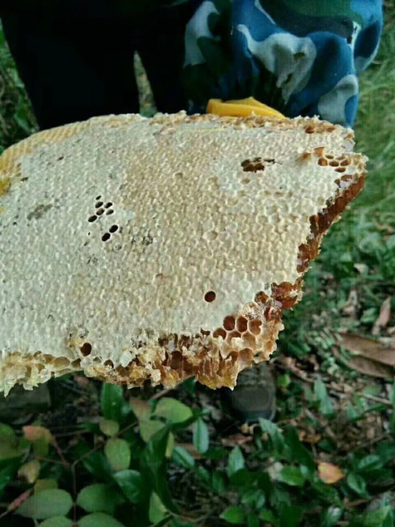 野生蜂蜜，石蜜