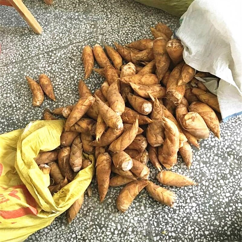 冬笋湖南冬笋新鲜竹笋本地冬笋野生深山新鲜