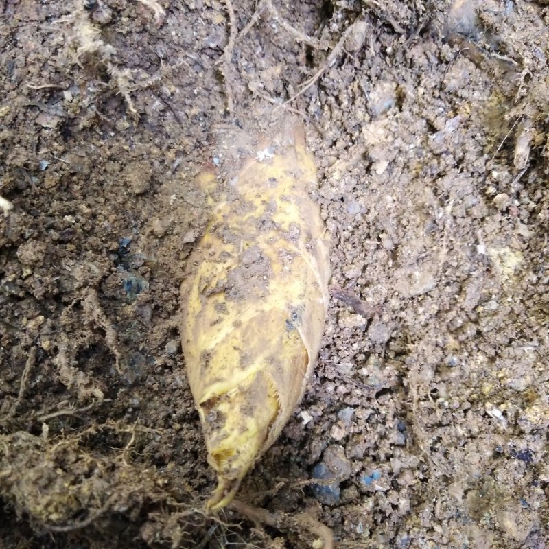 冬笋湖南冬笋新鲜竹笋本地冬笋野生深山新鲜