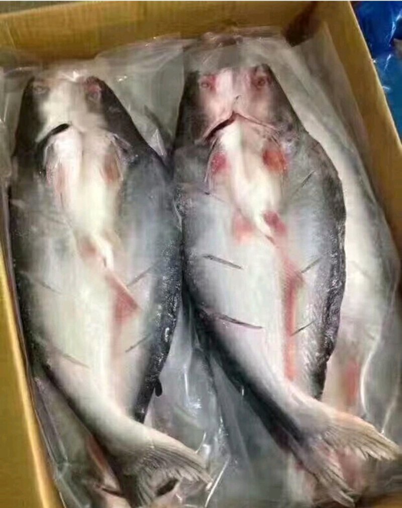 开背巴沙鱼