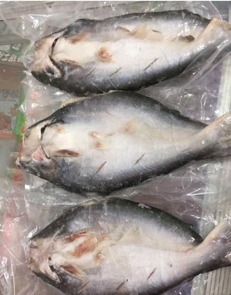 开背巴沙鱼