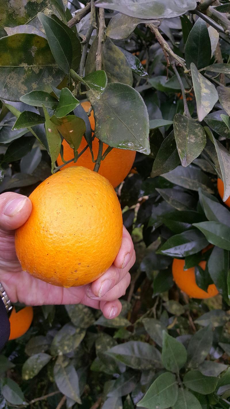 湖南纽荷尔脐橙上市中可整车代发一件或是多件代发，质量优等