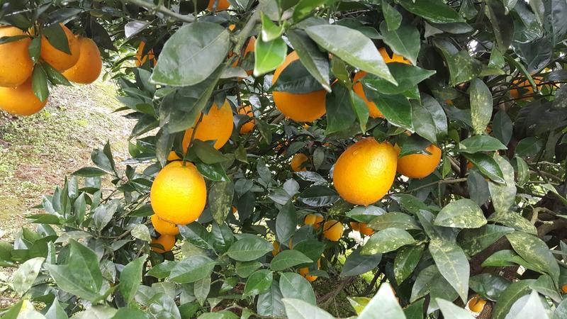 湖南纽荷尔脐橙上市中可整车代发一件或是多件代发，质量优等
