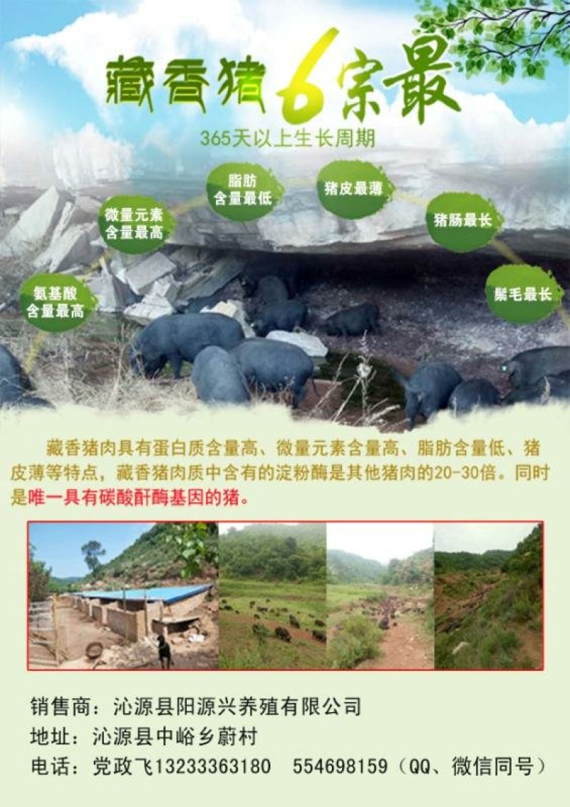 香猪