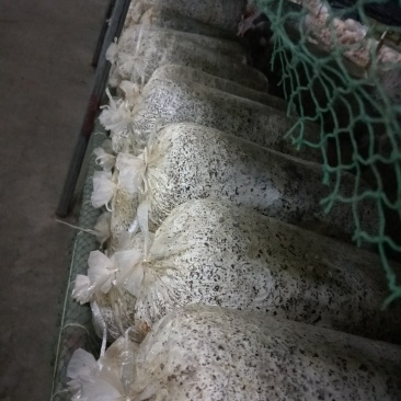 平菇出菇菌包定制各种食用菌岀菇菌包，技术免费跟踪指导