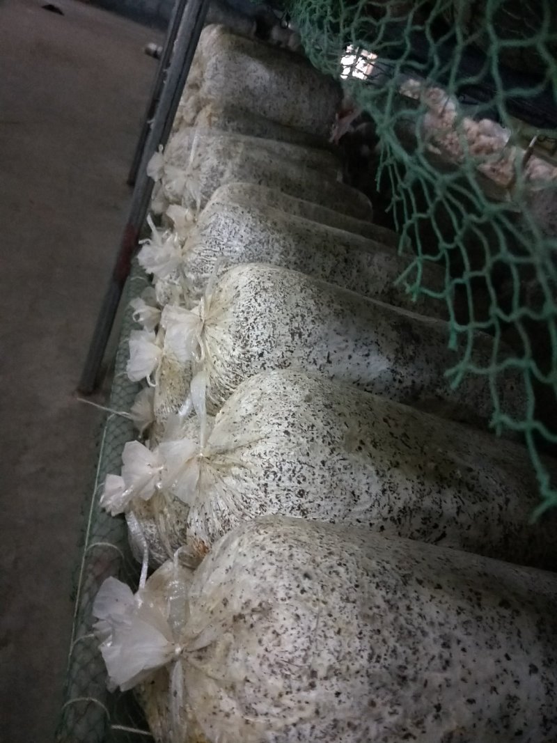 平菇出菇菌包定制各种食用菌岀菇菌包，技术免费跟踪指导
