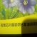 亚麻籽油，也叫胡麻油。