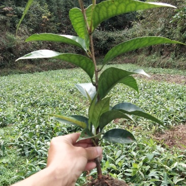 黑老虎，布福娜一年苗