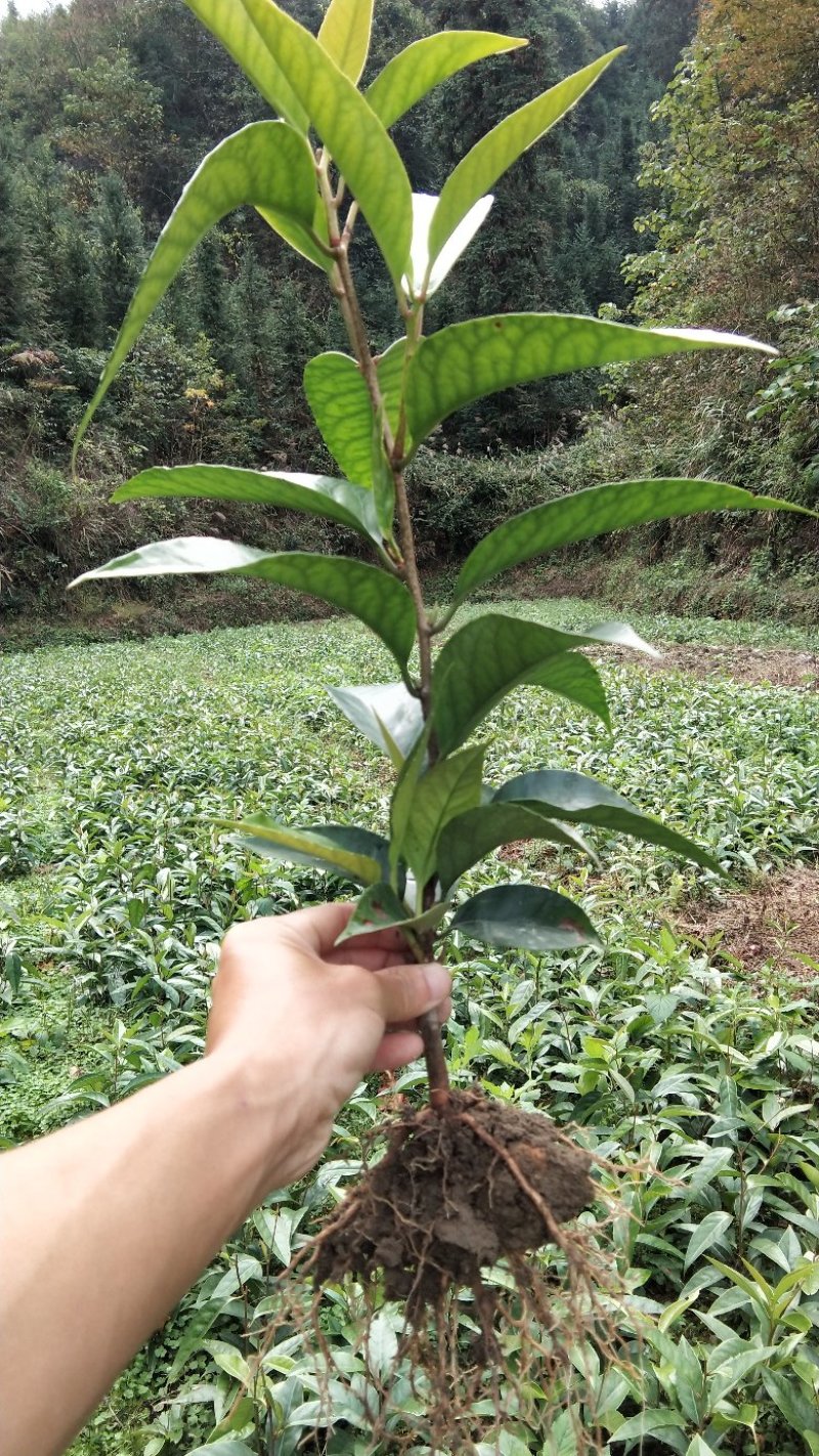 黑老虎，布福娜一年苗