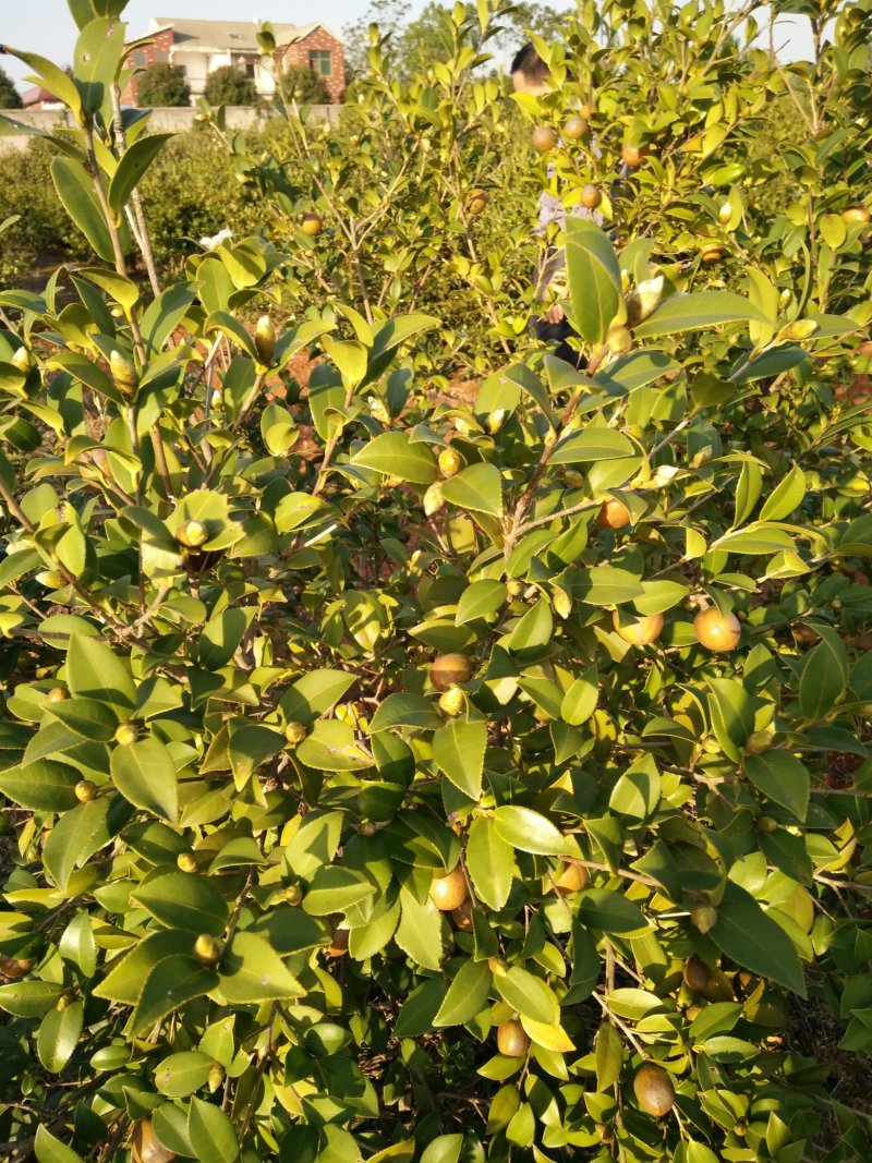 干油茶籽