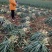 河北石家庄种植大葱基地，有鸡腿大葱长白大葱欢迎咨询