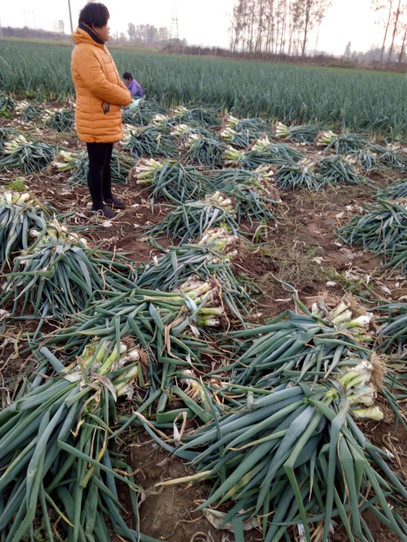 河北石家庄种植大葱基地，有鸡腿大葱长白大葱欢迎咨询