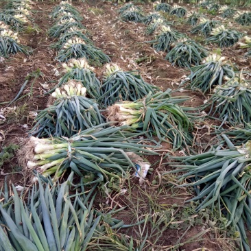 河北石家庄种植大葱基地，有鸡腿大葱长白大葱欢迎咨询