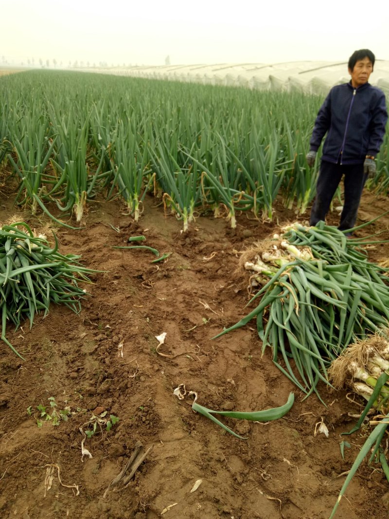 河北石家庄种植大葱基地，有鸡腿大葱长白大葱欢迎咨询