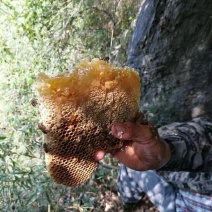 中药动物类野生蜂蜜