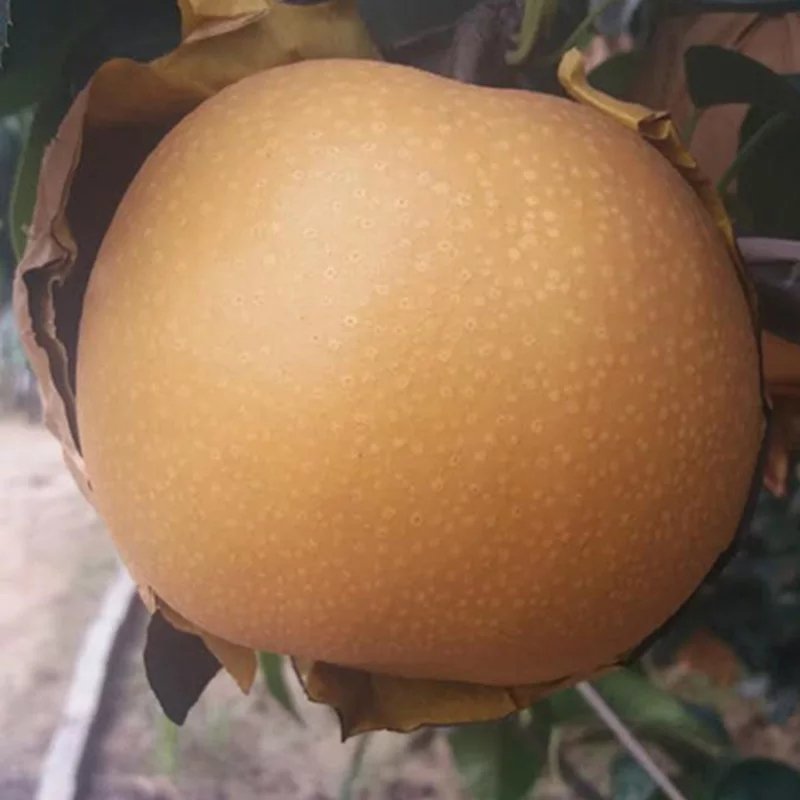 三年秋月梨苗，基地直批，品质保证，免费栽植技术