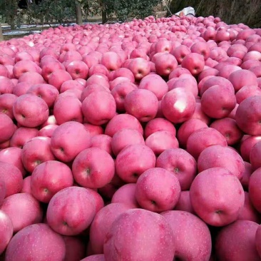 陕西洛川红富士套袋苹果🍎