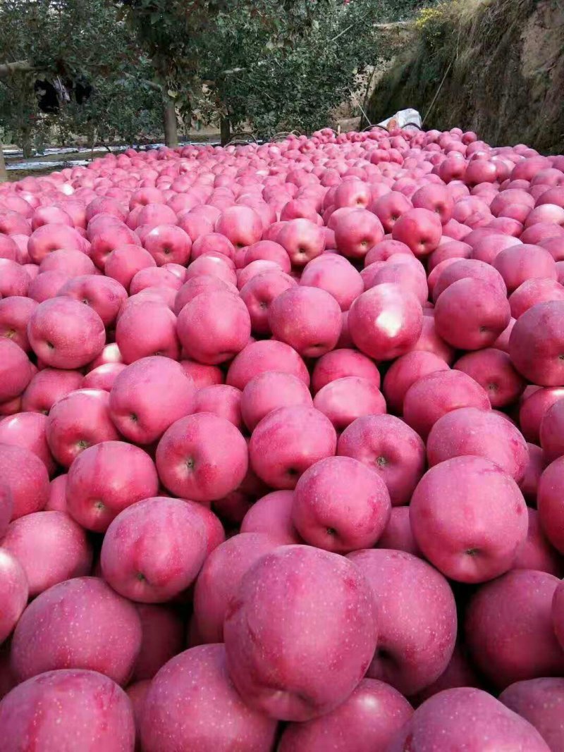 陕西洛川红富士套袋苹果🍎