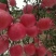 陕西洛川红富士套袋苹果🍎
