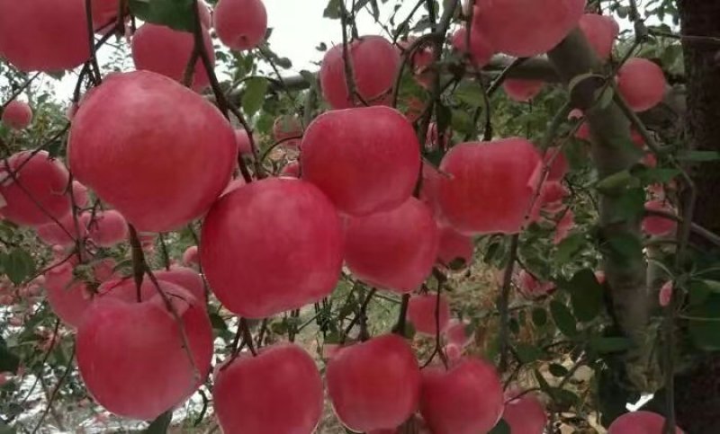 陕西洛川红富士套袋苹果🍎