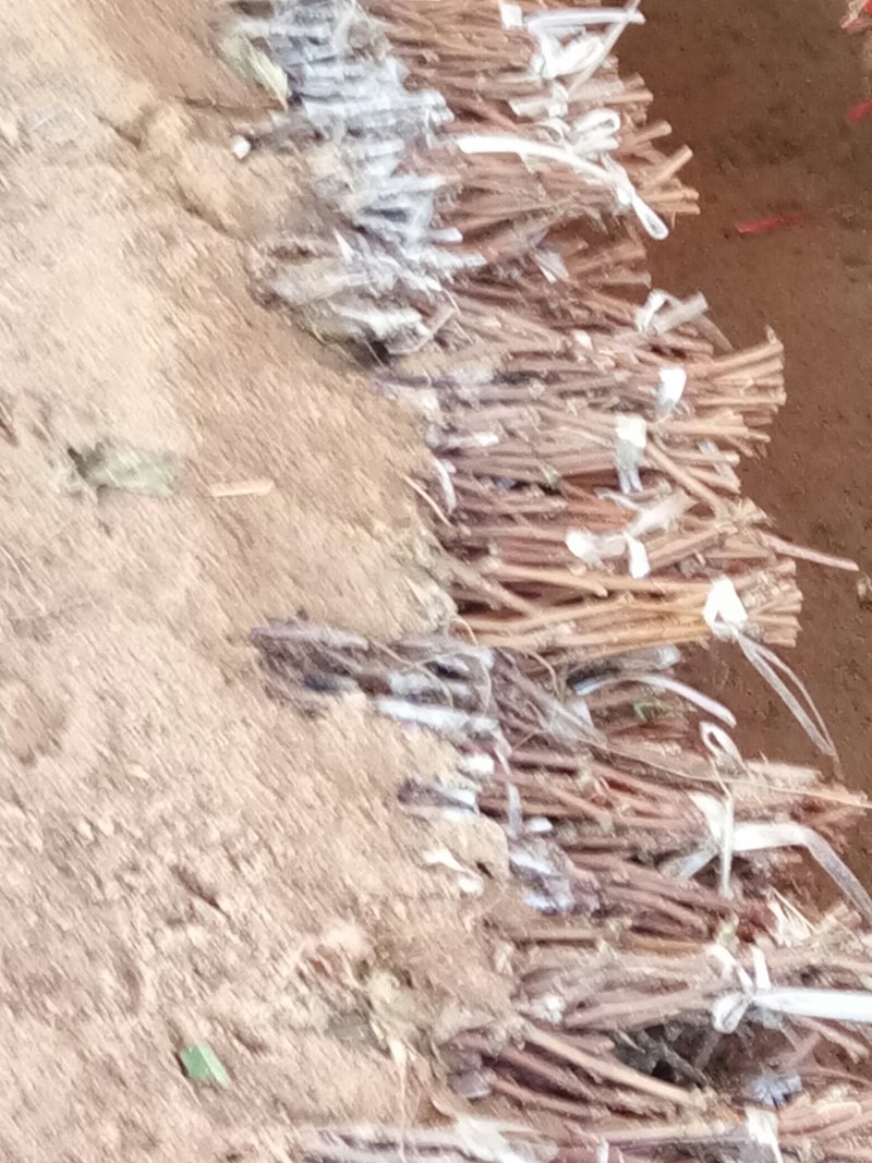 丛林玫瑰葡萄苗！一年苗！早熟，浓郁玫瑰香味的好品种！