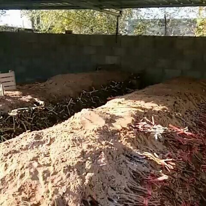 克伦生葡萄苗！一年苗！自然无核，基地直发，货源充足