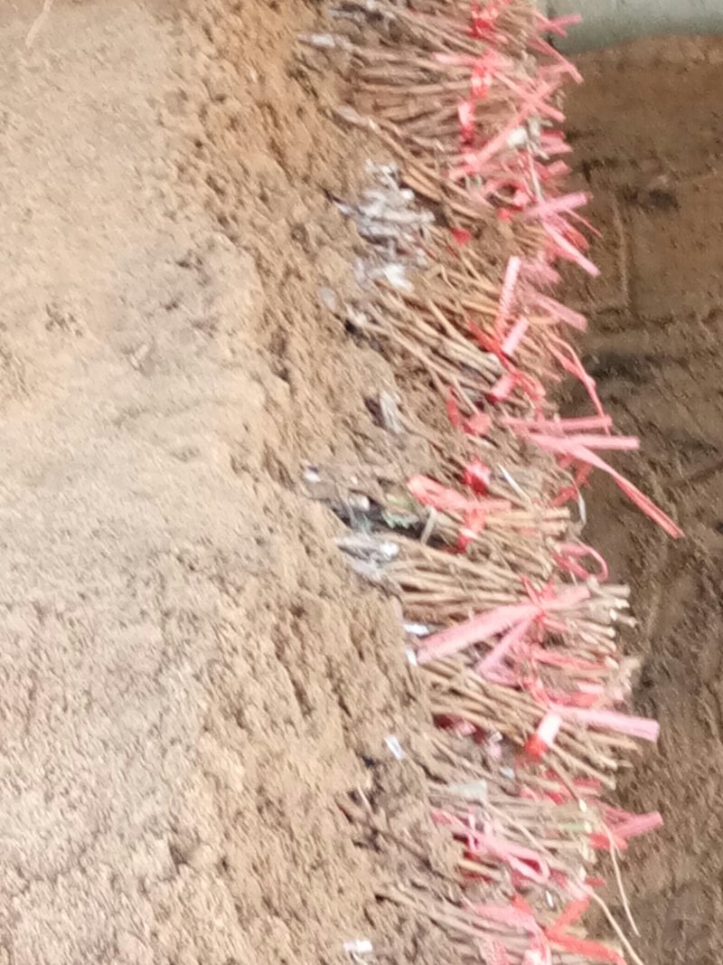 克伦生葡萄苗！一年苗！自然无核，基地直发，货源充足