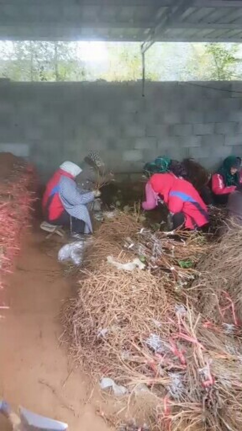 克伦生葡萄苗！一年苗！自然无核，基地直发，货源充足