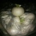批:圆罗卜豌豆尖窝笋儿菜羊角菜菠菜洋姜香菜芹菜蒜苗等