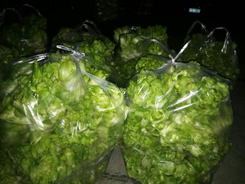 批:圆罗卜豌豆尖窝笋儿菜羊角菜菠菜洋姜香菜芹菜蒜苗等