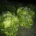 批:圆罗卜豌豆尖窝笋儿菜羊角菜菠菜洋姜香菜芹菜蒜苗等
