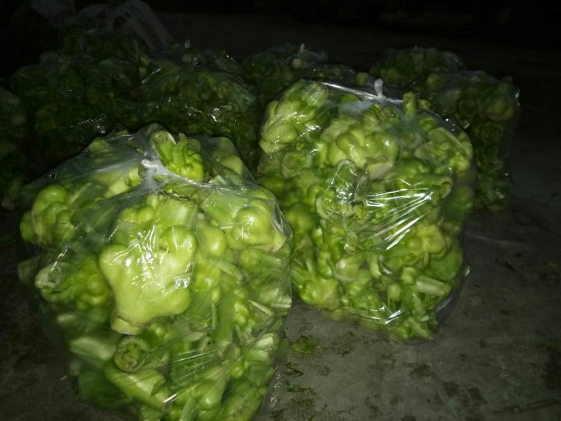批:圆罗卜豌豆尖窝笋儿菜羊角菜菠菜洋姜香菜芹菜蒜苗等