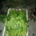 批:圆罗卜豌豆尖窝笋儿菜羊角菜菠菜洋姜香菜芹菜蒜苗等