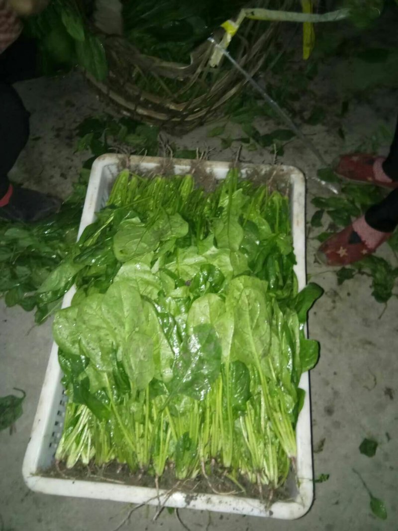 批:圆罗卜豌豆尖窝笋儿菜羊角菜菠菜洋姜香菜芹菜蒜苗等
