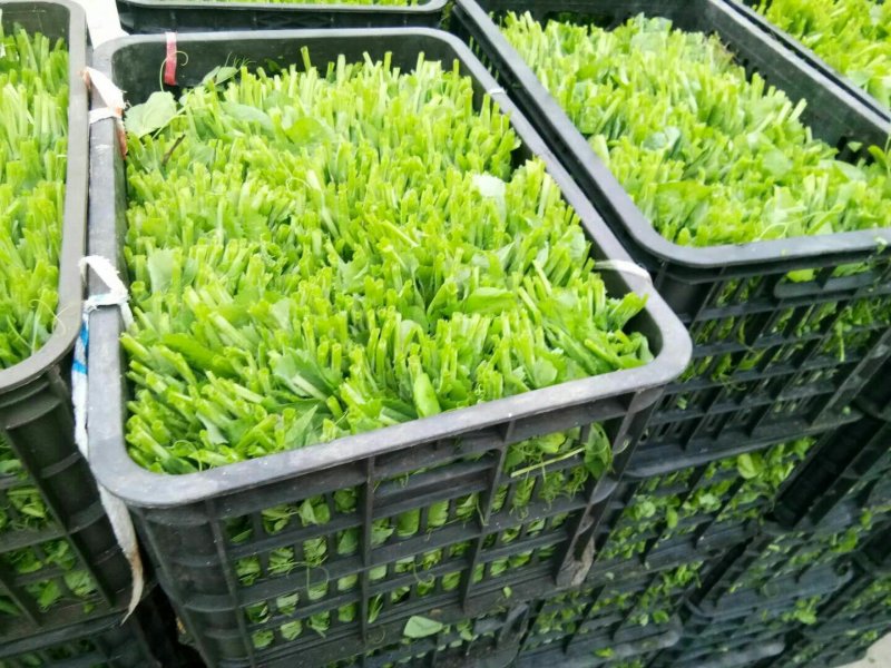 批:圆罗卜豌豆尖窝笋儿菜羊角菜菠菜洋姜香菜芹菜蒜苗等