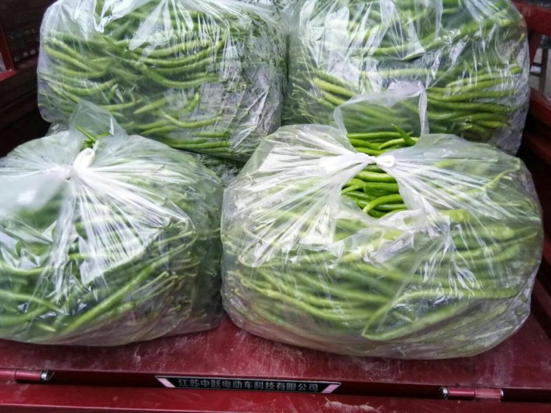 批:圆罗卜豌豆尖窝笋儿菜羊角菜菠菜洋姜香菜芹菜蒜苗等