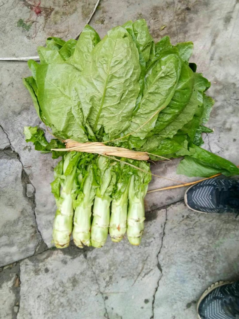 批:圆罗卜豌豆尖窝笋儿菜羊角菜菠菜洋姜香菜芹菜蒜苗等