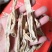 菊苣根