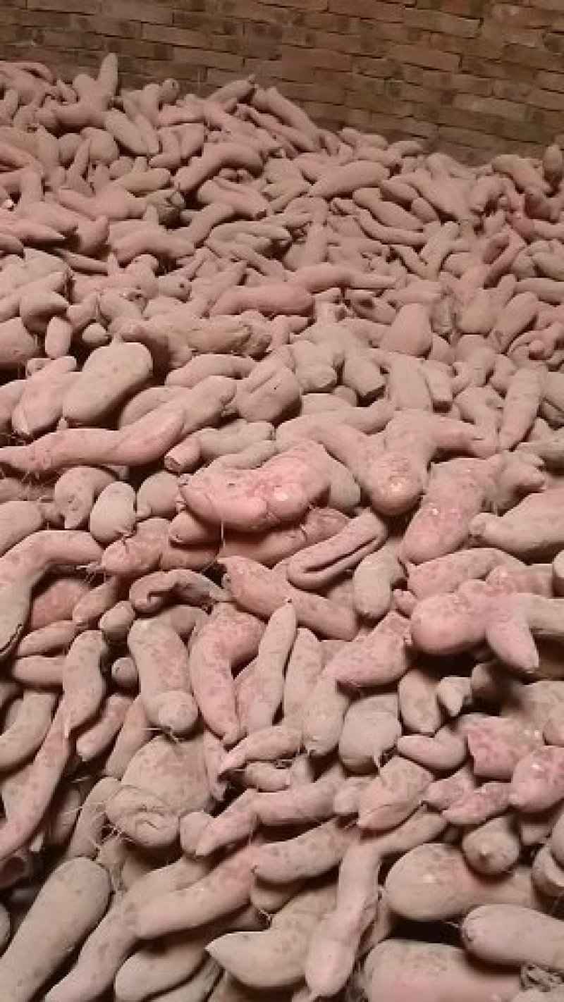 龙薯601红薯