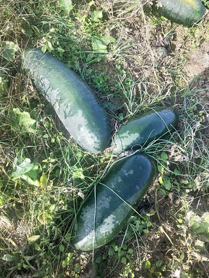 青皮睡地冬瓜